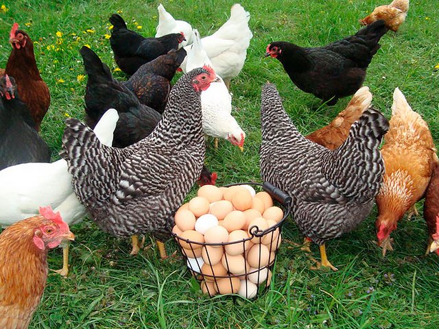 Содержание кур и уход за ними | ЗооТом - продажа, вязка и услуги для животных в Белеве