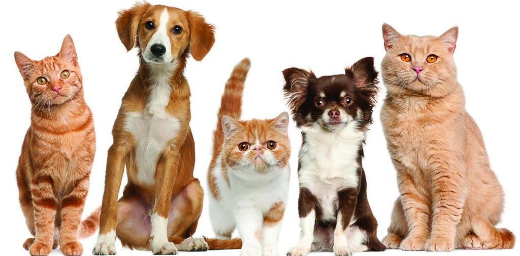 Доска объявлений о животных | ЗооТом - продажа, вязка и услуги для животных в Белеве
