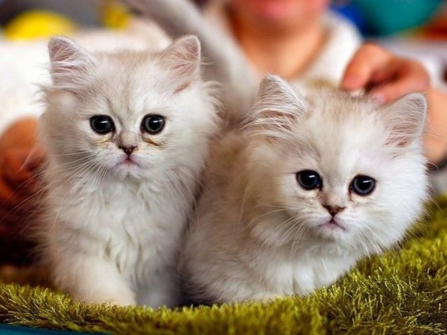 Породы кошек в Белеве | ЗооТом портал о животных