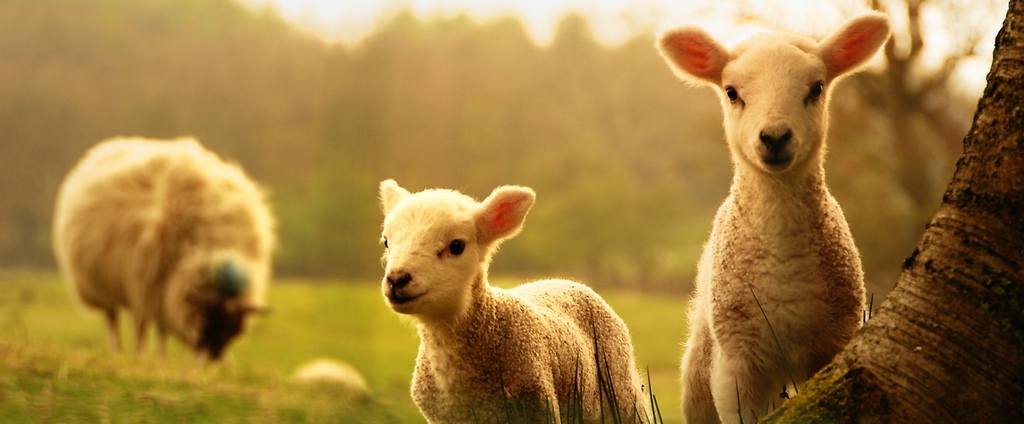 Объявления о сельскохозяйственных животных | ЗооТом - продажа, вязка и услуги для животных в Белеве