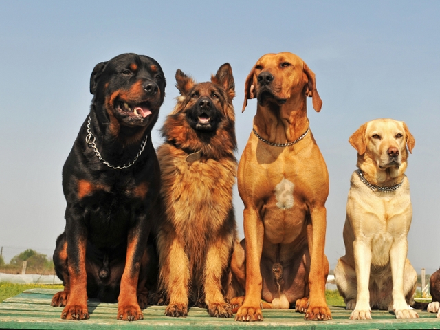 Крупные породы собак в Белеве | ЗооТом портал о животных